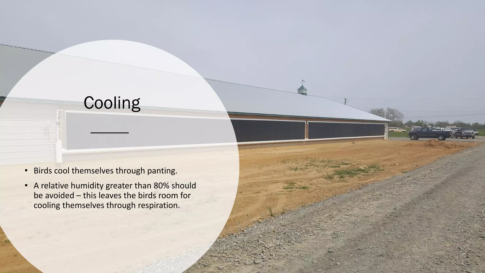 Cooling
• Birds cool themselves through panting.
• A relative humidity greater than 80% should
be avoided – this leaves the birds room for
cooling themselves through respiration.
 