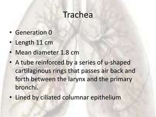 Trachea
• Generation 0
• Length 11 cm
• Mean diameter 1.8 cm
• A tube reinforced by a series of u-shaped
  cartilaginous rings that passes air back and
  forth between the larynx and the primary
  bronchi.
• Lined by ciliated columnar epithelium
 