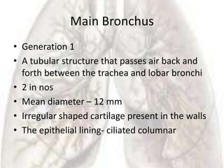 Main Bronchus
• Generation 1
• A tubular structure that passes air back and
  forth between the trachea and lobar bronchi
• 2 in nos
• Mean diameter – 12 mm
• Irregular shaped cartilage present in the walls
• The epithelial lining- ciliated columnar
 