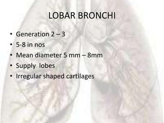LOBAR BRONCHI
•   Generation 2 – 3
•   5-8 in nos
•   Mean diameter 5 mm – 8mm
•   Supply lobes
•   Irregular shaped cartilages
 