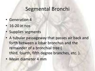 Segmental Bronchi
• Generation 4
• 16-20 in nos
• Supplies segments
• A tubular passageway that passes air back and
  forth between a lobar bronchus and the
  remainder of a bronchial tree (
  third, fourth, fifth degree branches, etc. ).
• Mean diameter 4 mm
 