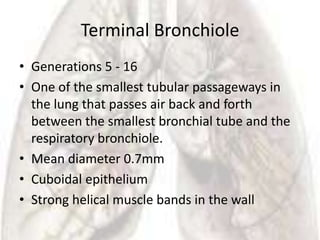 Terminal Bronchiole
• Generations 5 - 16
• One of the smallest tubular passageways in
  the lung that passes air back and forth
  between the smallest bronchial tube and the
  respiratory bronchiole.
• Mean diameter 0.7mm
• Cuboidal epithelium
• Strong helical muscle bands in the wall
 