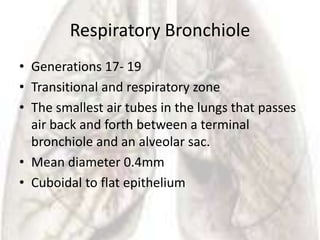 Respiratory Bronchiole
• Generations 17- 19
• Transitional and respiratory zone
• The smallest air tubes in the lungs that passes
  air back and forth between a terminal
  bronchiole and an alveolar sac.
• Mean diameter 0.4mm
• Cuboidal to flat epithelium
 