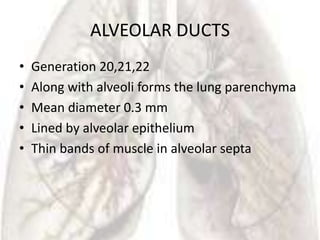 ALVEOLAR DUCTS
•   Generation 20,21,22
•   Along with alveoli forms the lung parenchyma
•   Mean diameter 0.3 mm
•   Lined by alveolar epithelium
•   Thin bands of muscle in alveolar septa
 