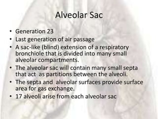 Alveolar Sac
• Generation 23
• Last generation of air passage
• A sac-like (blind) extension of a respiratory
  bronchiole that is divided into many small
  alveolar compartments.
• The alveolar sac will contain many small septa
  that act as partitions between the alveoli.
• The septa and alveolar surfaces provide surface
  area for gas exchange.
• 17 alveoli arise from each alveolar sac
 