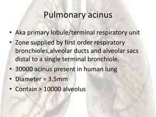 Pulmonary acinus
• Aka primary lobule/terminal respiratory unit
• Zone supplied by first order respiratory
  bronchioles,alveolar ducts and alveolar sacs
  distal to a single terminal bronchiole.
• 30000 acinus present in human lung
• Diameter = 3.5mm
• Contain > 10000 alveolus
 