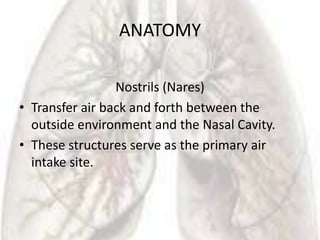 ANATOMY

                 Nostrils (Nares)
• Transfer air back and forth between the
  outside environment and the Nasal Cavity.
• These structures serve as the primary air
  intake site.
 