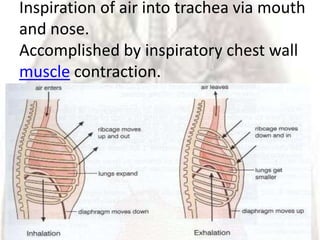 Inspiration of air into trachea via mouth
and nose.
Accomplished by inspiratory chest wall
muscle contraction.
 