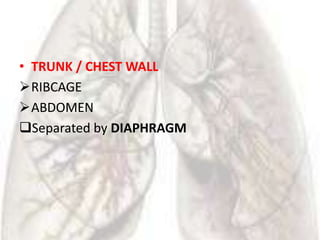 • TRUNK / CHEST WALL
RIBCAGE
ABDOMEN
Separated by DIAPHRAGM
 