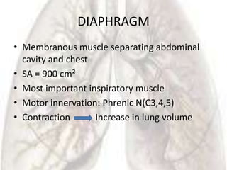 DIAPHRAGM
• Membranous muscle separating abdominal
  cavity and chest
• SA = 900 cm²
• Most important inspiratory muscle
• Motor innervation: Phrenic N(C3,4,5)
• Contraction      Increase in lung volume
 