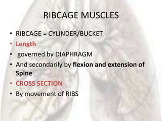 RIBCAGE MUSCLES
• RIBCAGE = CYLINDER/BUCKET
• Length
•  governed by DIAPHRAGM
• And secondarily by flexion and extension of
  Spine
• CROSS SECTION
• By movement of RIBS
 