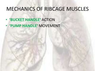 MECHANICS OF RIBCAGE MUSCLES
• ‘BUCKET HANDLE’ ACTION
• ‘PUMP HANDLE’ MOVEMENT
 