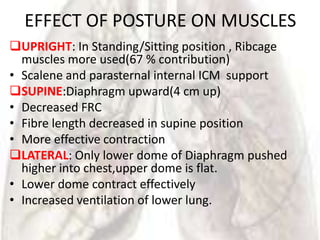 EFFECT OF POSTURE ON MUSCLES
UPRIGHT: In Standing/Sitting position , Ribcage
  muscles more used(67 % contribution)
• Scalene and parasternal internal ICM support
SUPINE:Diaphragm upward(4 cm up)
• Decreased FRC
• Fibre length decreased in supine position
• More effective contraction
LATERAL: Only lower dome of Diaphragm pushed
  higher into chest,upper dome is flat.
• Lower dome contract effectively
• Increased ventilation of lower lung.
 