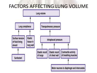 FACTORS AFFECTING LUNG VOLUME
 