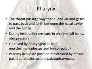 Pharynx
• The throat passage way that allows air and gases
  to pass back and forth between the nasal cavity
  and the glottis.
• During inspiration,pressure in pharynx fall below
  atm.pressure
• Opposed by pharyngeal dilator
  muscles(genioglossus and tensor palati)
• Patency in supine position maintained by tensor
  palati,palatoglossus and palatopharyngeus
 