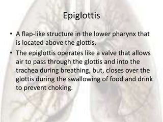 Epiglottis
• A flap-like structure in the lower pharynx that
  is located above the glottis.
• The epiglottis operates like a valve that allows
  air to pass through the glottis and into the
  trachea during breathing, but, closes over the
  glottis during the swallowing of food and drink
  to prevent choking.
 