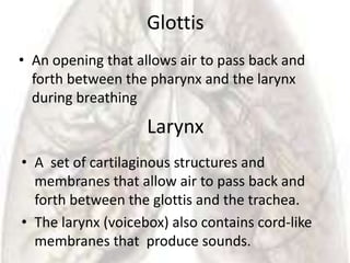 Glottis
• An opening that allows air to pass back and
  forth between the pharynx and the larynx
  during breathing
                    Larynx
• A set of cartilaginous structures and
  membranes that allow air to pass back and
  forth between the glottis and the trachea.
• The larynx (voicebox) also contains cord-like
  membranes that produce sounds.
 