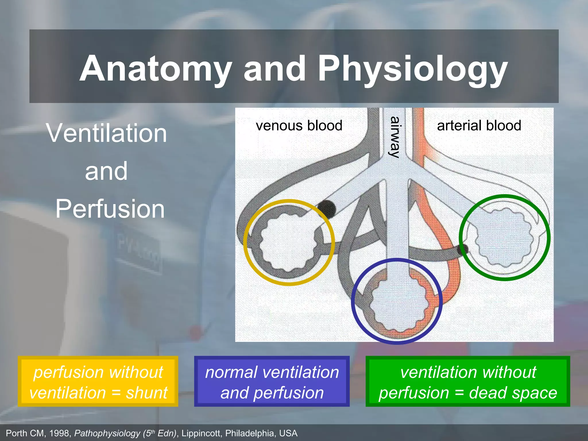 Anatomy and Physiology perfusion without ventilation = shunt normal ventilation and perfusion ventilation without perfusion = dead space airway venous blood arterial blood Porth CM, 1998,  Pathophysiology (5 th  Edn) , Lippincott, Philadelphia, USA Ventilation  and  Perfusion 