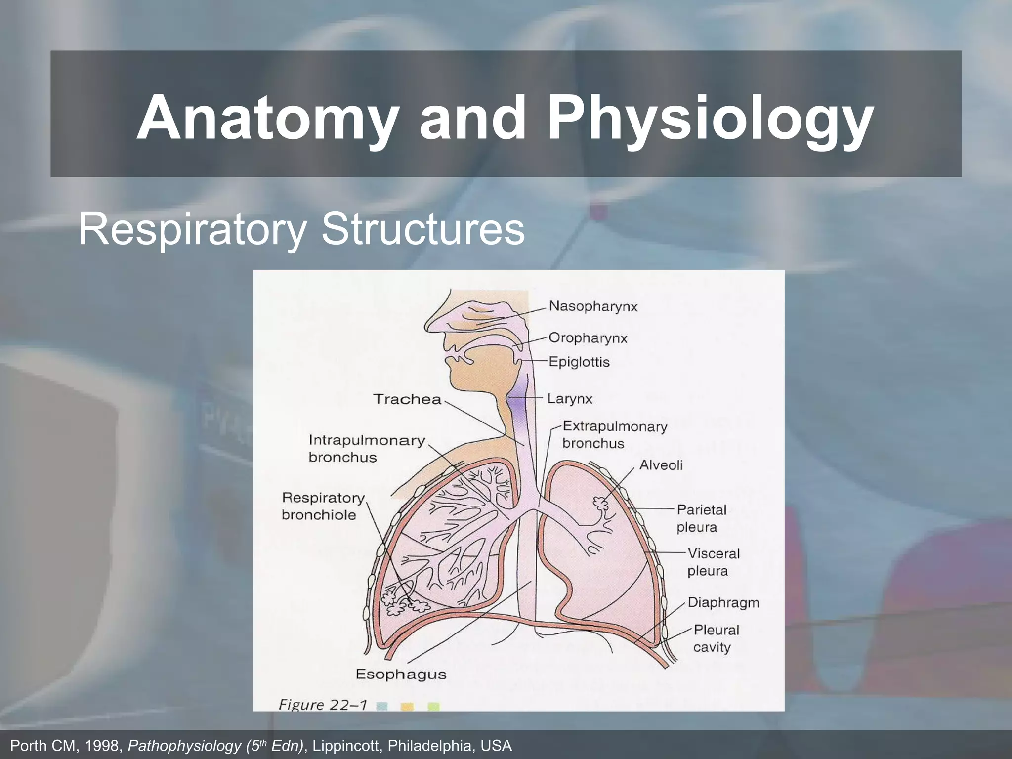 Anatomy and Physiology Porth CM, 1998,  Pathophysiology (5 th  Edn) , Lippincott, Philadelphia, USA Respiratory Structures 