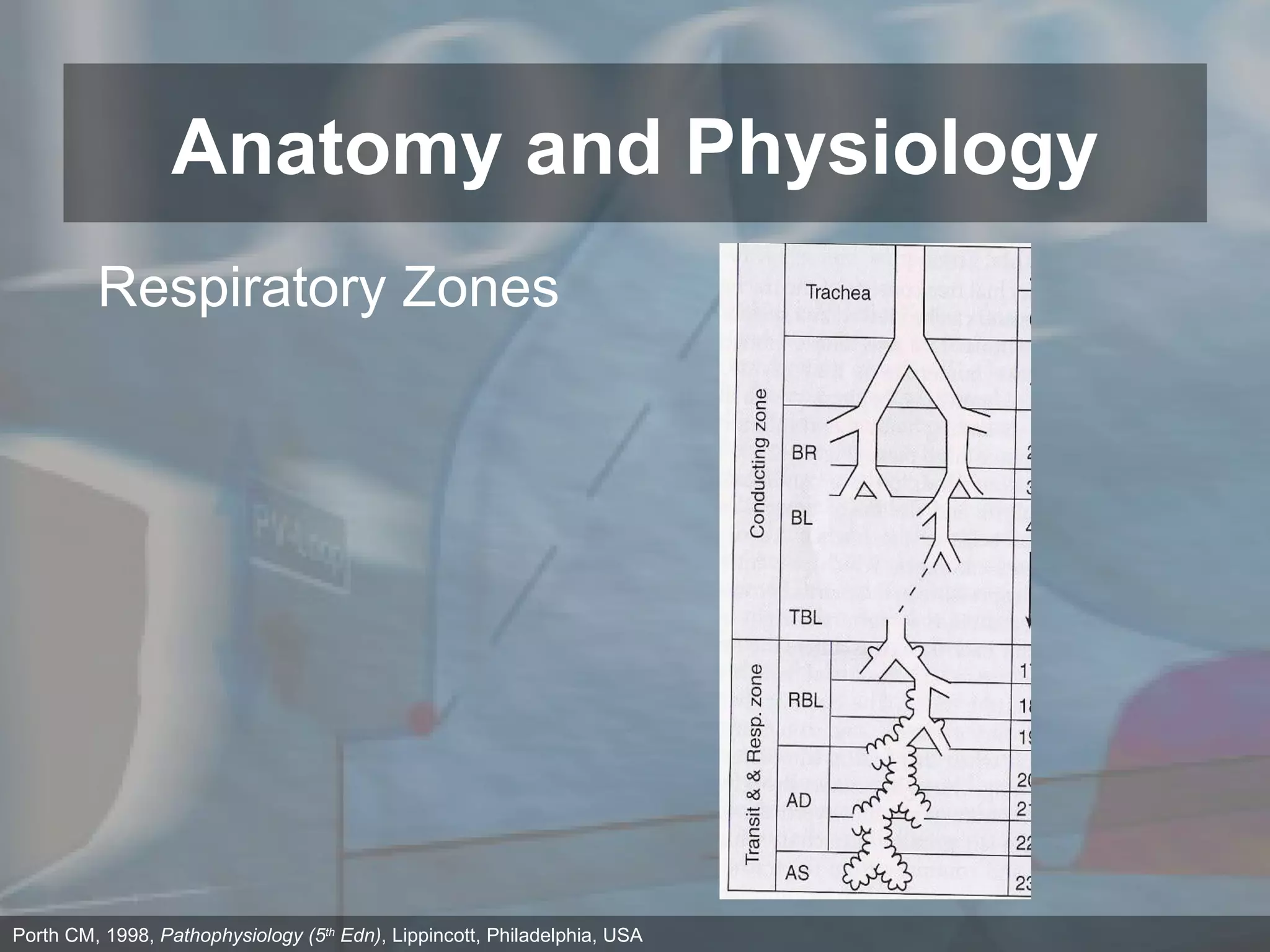Anatomy and Physiology Porth CM, 1998,  Pathophysiology (5 th  Edn) , Lippincott, Philadelphia, USA Respiratory Zones 