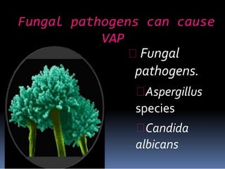 Fungal pathogens can cause
VAP
Fungal
pathogens.
Aspergillus
species
Candida
albicans
 