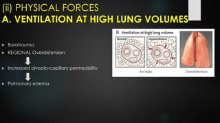 (ii) PHYSICAL FORCES
A. VENTILATION AT HIGH LUNG VOLUMES
 Barotrauma
 REGIONAL Overdistension
 Increased alveolo-capillary permeability
 Pulmonary edema
 