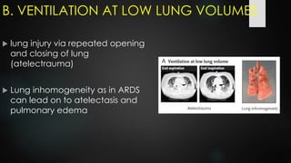 B. VENTILATION AT LOW LUNG VOLUMES
 lung injury via repeated opening
and closing of lung
(atelectrauma)
 Lung inhomogeneity as in ARDS
can lead on to atelectasis and
pulmonary edema
 