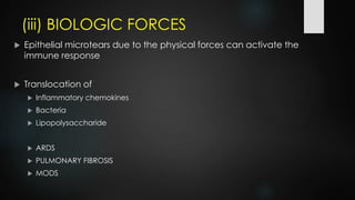 (iii) BIOLOGIC FORCES
 Epithelial microtears due to the physical forces can activate the
immune response
 Translocation of
 Inflammatory chemokines
 Bacteria
 Lipopolysaccharide
 ARDS
 PULMONARY FIBROSIS
 MODS
 