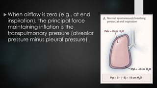 When airflow is zero (e.g., at end
inspiration), the principal force
maintaining inflation is the
transpulmonary pressure (alveolar
pressure minus pleural pressure)
 