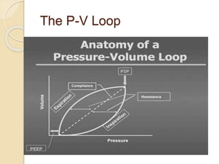 The P-V Loop
 