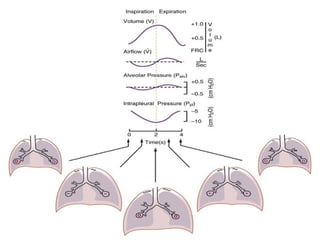 Ventilation Graph Human MECHANICAL VENTILATOR GRAPHICS INTERPRETATION.pptx
