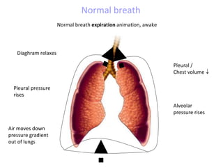Normal breath expiration animation, awake
Diaghram relaxes
Pleural /
Chest volume 
Pleural pressure
rises
Normal breath
Alveolar
pressure rises
Air moves down
pressure gradient
out of lungs
 