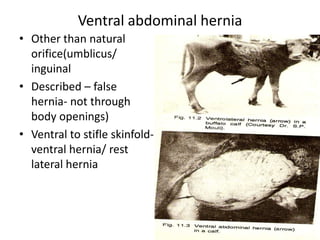 Ventral abdominal hernia
• Other than natural
  orifice(umblicus/
  inguinal
• Described – false
  hernia- not through
  body openings)
• Ventral to stifle skinfold-
  ventral hernia/ rest
  lateral hernia
 