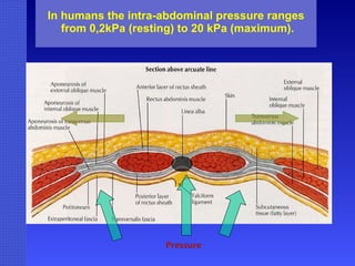 In humans the intra-abdominal pressure ranges  from 0,2kPa (resting) to 20 kPa (maximum). Pressure 
