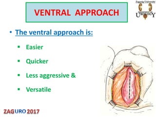 VENTRAL APPROACH
• The ventral approach is:
 Easier
 Quicker
 Less aggressive &
 Versatile
 