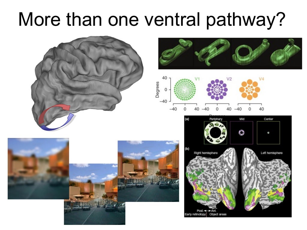 Visuospatial Processing Model What Is A Ventral Stream | A new neural framework for visuospatial ...