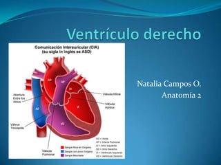 Ventrículo derecho Natalia Campos O. Anatomía 2 