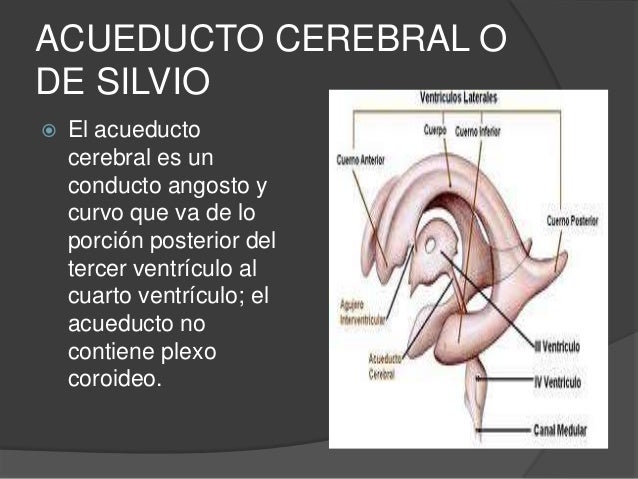 Ventrículos cerebrales Ventrículos cerebrales
