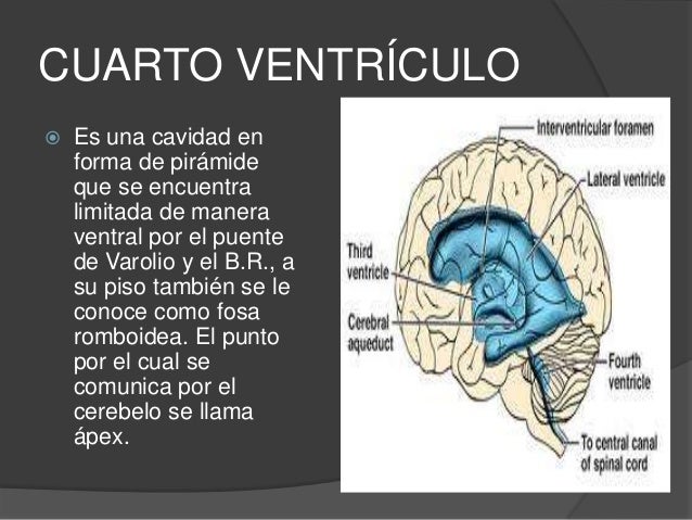 cuarto ventriculo ventr 237 culos cerebrales cuarto ventriculo ventr 237 culos cerebrales