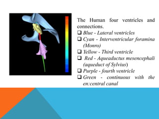The Human four ventricles and
connections.
 Blue - Lateral ventricles
 Cyan - Interventricular foramina
(Monro)
 Yellow - Third ventricle
 Red - Aqueaductus mesencephali
(aqueduct of Sylvius)
 Purple - fourth ventricle
 Green - continuous with the
en:central canal
 