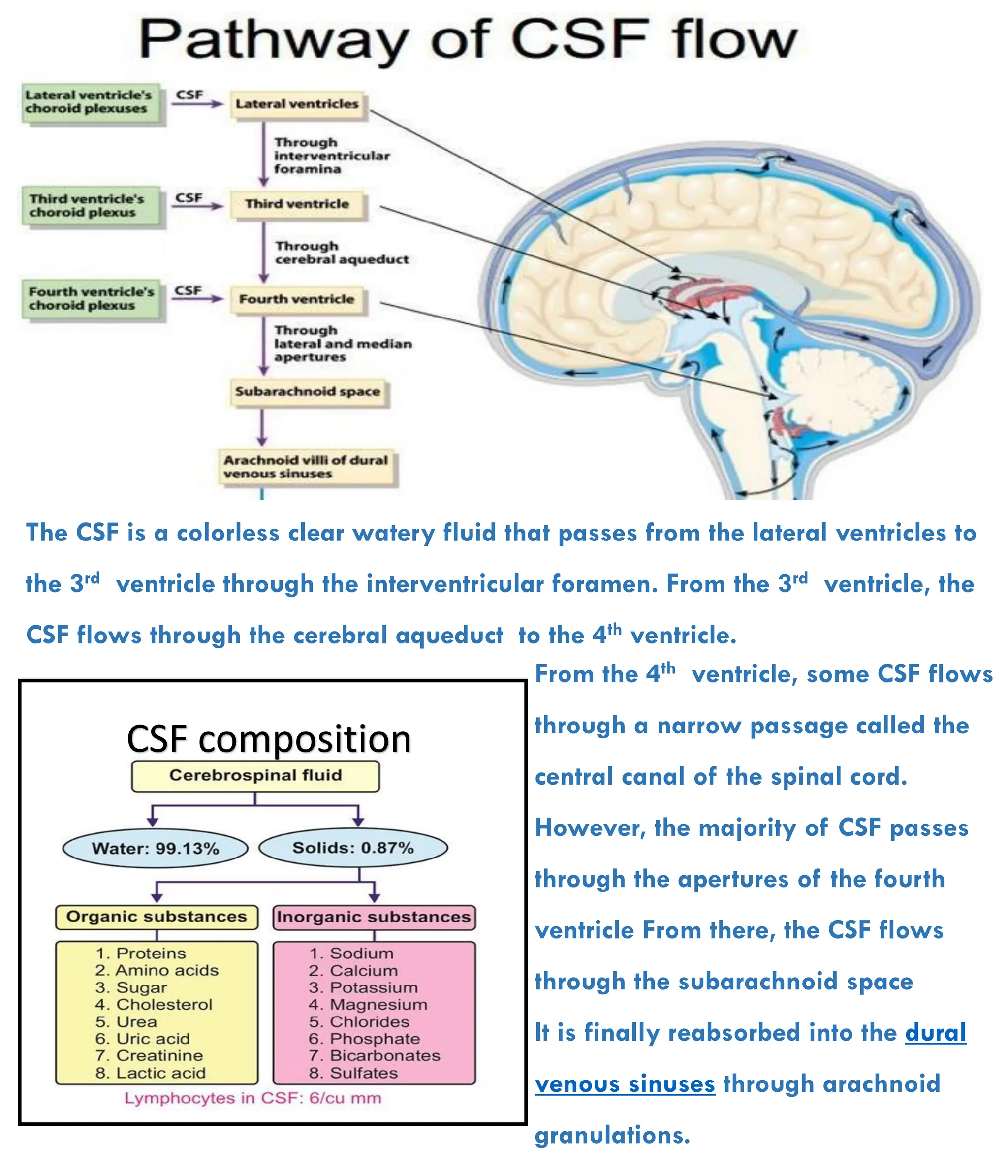 Flow Of Cerebrospinal Fluid Csf