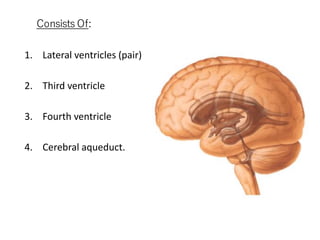Consists Of:
1. Lateral ventricles (pair)
2. Third ventricle
3. Fourth ventricle
4. Cerebral aqueduct.
 