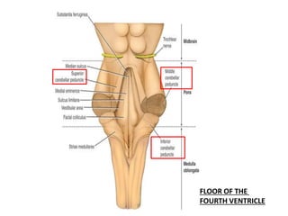FLOOR OF THE
FOURTH VENTRICLE
 