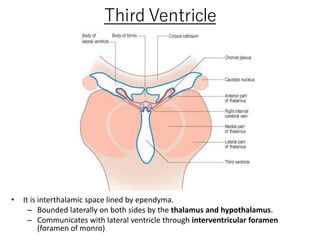 Third Ventricle
• It is interthalamic space lined by ependyma.
– Bounded laterally on both sides by the thalamus and hypothalamus.
– Communicates with lateral ventricle through interventricular foramen
(foramen of monro)
 