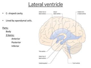 Lateral ventricle
• C- shaped cavity.
• Lined by ependymal cells.
Parts:
Body
3 horns:
Anterior
Posterior
Inferior
 