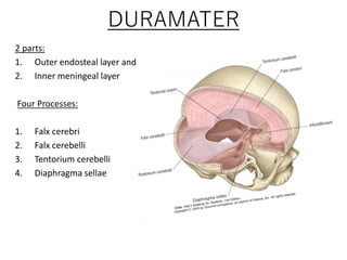 DURAMATER
2 parts:
1. Outer endosteal layer and
2. Inner meningeal layer
Four Processes:
1. Falx cerebri
2. Falx cerebelli
3. Tentorium cerebelli
4. Diaphragma sellae
 