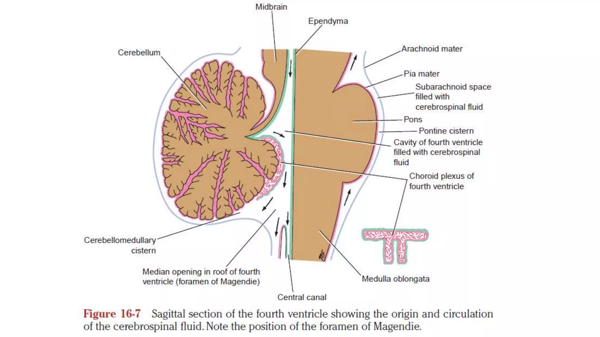 4th Ventricle and CSF circulation | PPTX