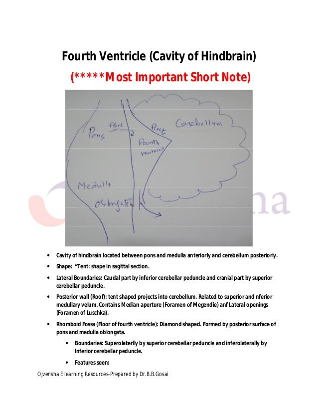 Brain Stem Ppt Video Online Download