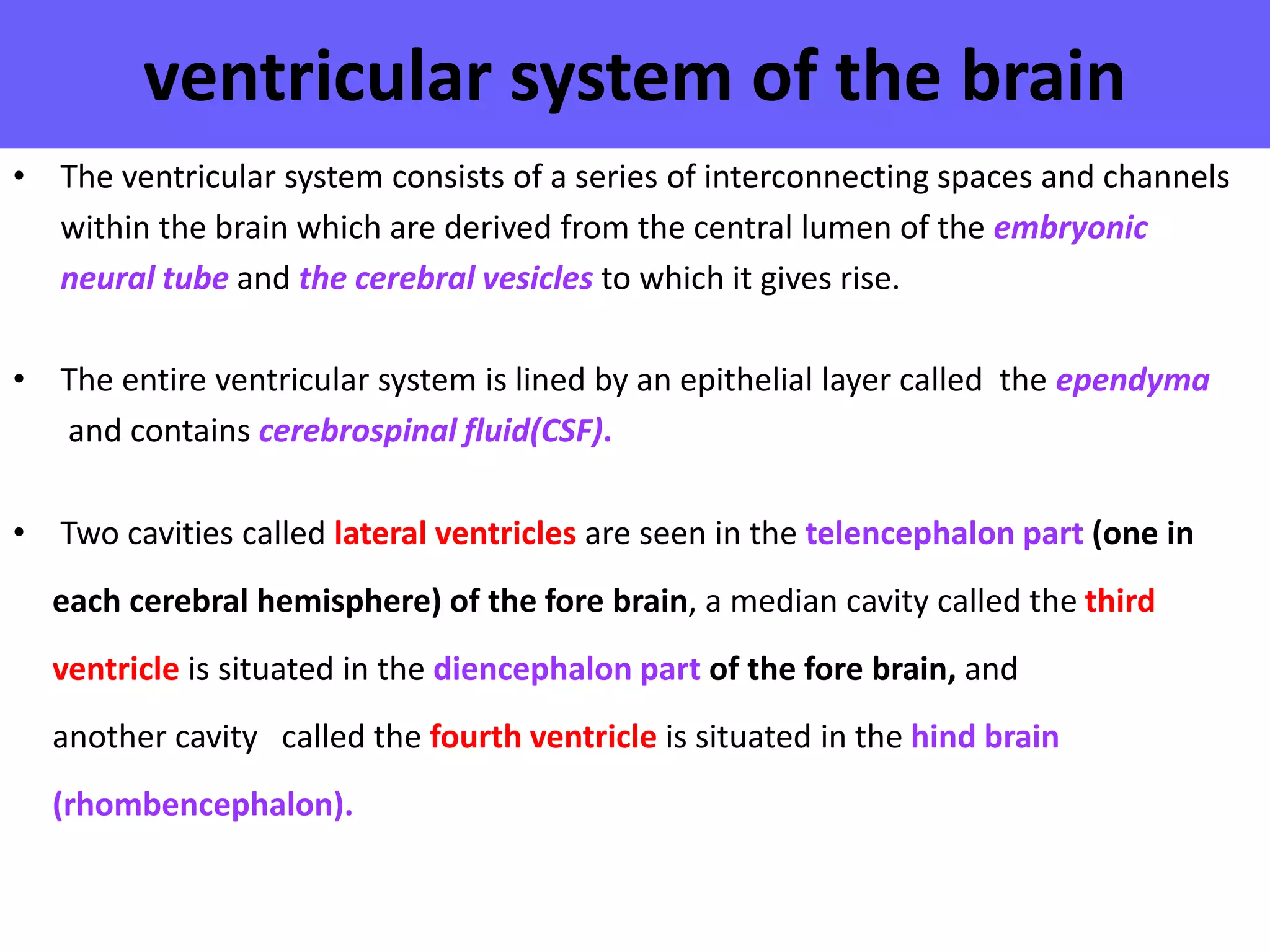 Ventricles of the brain | PDF
