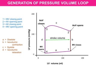 200
100
0
0 100 200
LVpressure(mmHg)
LV volume (ml)
AoV
closes
AoV opens
MV closes
MV
opens
4
1
2
3
a
b
c
d
1 = MV closing point
2 = AV opening point
3 = AV closing point
4 = MV opening point
a = Diastole
b = Isovolumic
contraction
c = Systole
d = Isovolumic
relaxation
GENERATION OF PRESSURE VOLUME LOOP
stroke volume
 
